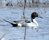 Northern Pintail Duck male